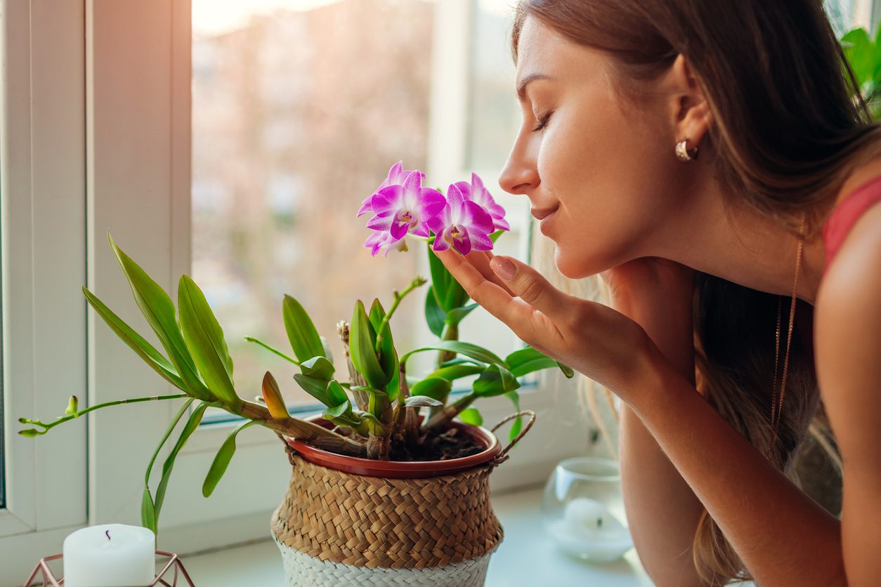 iStock/ أقحوان الحدائق