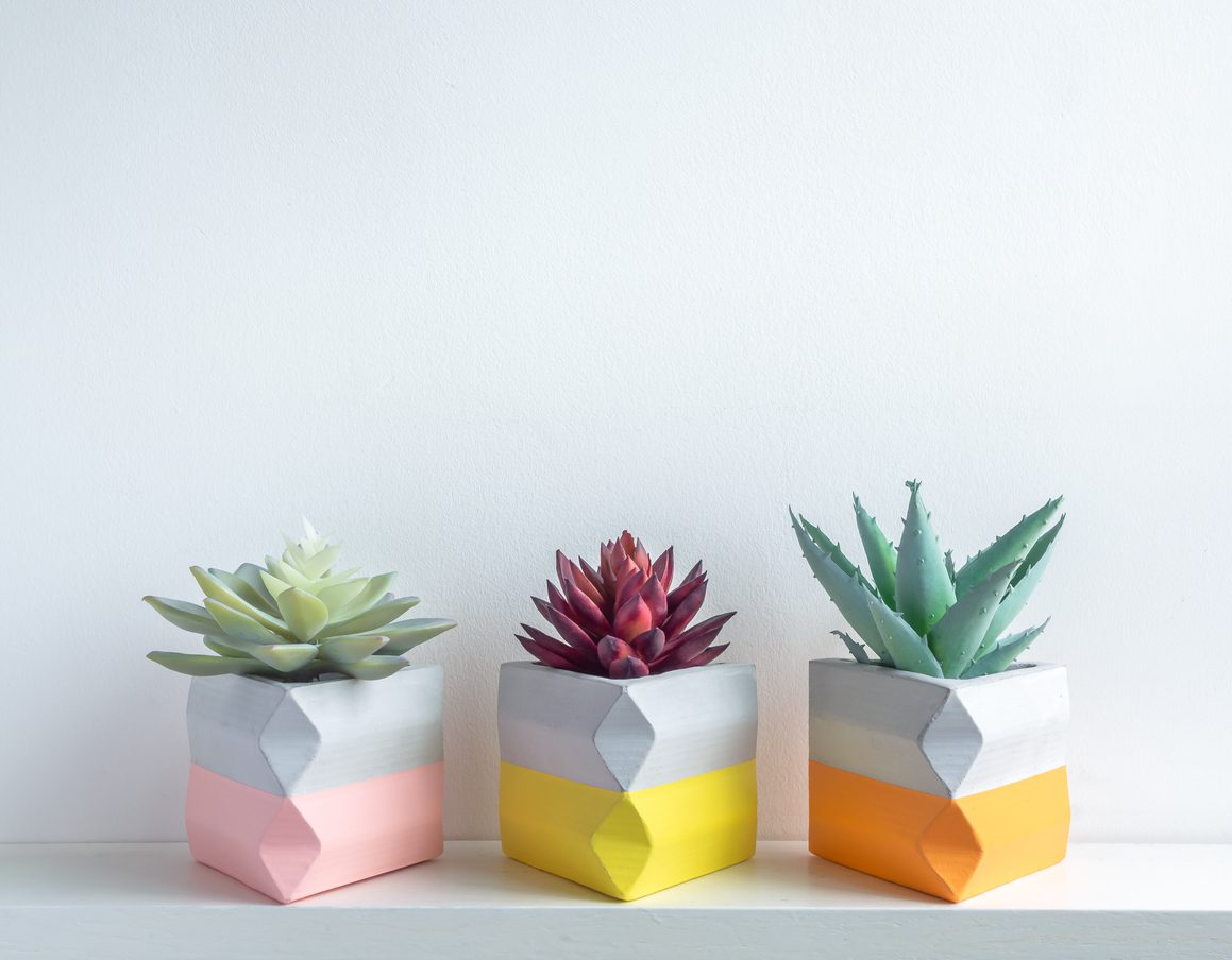 رغم أنها تتحمل العطش ولا تحتاج الكثير من العناية إلا أن هذه الأخطاء الخمسة قد تؤدي إلى موت نباتاتك الصبارية المنزلية