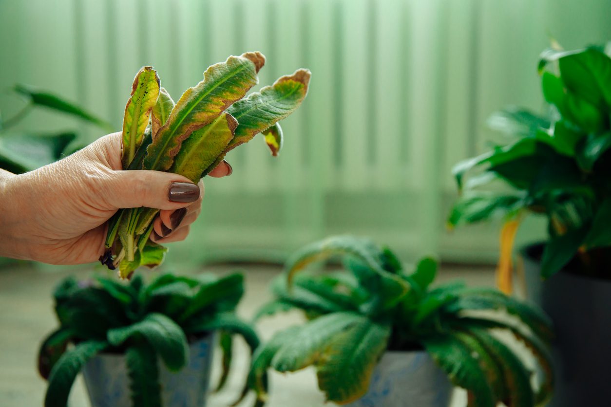 تسبب العدوى وتقتل الزرع بالكامل.. تعرف على أشهر الحشرات التي تصيب النباتات المنزلية وكيفية معالجتها