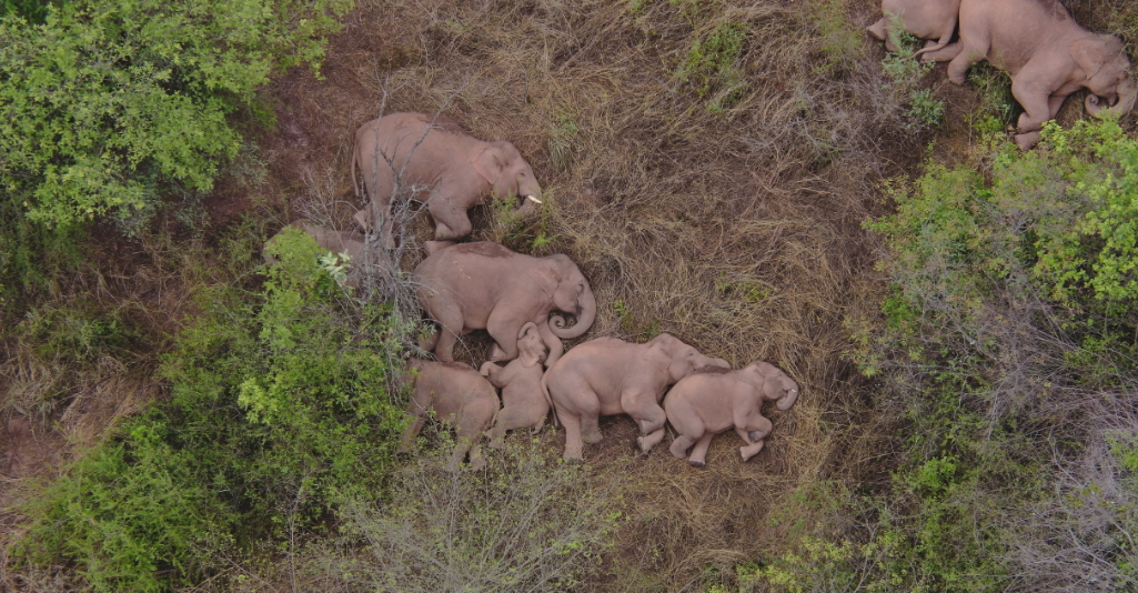 قطيع الفيلة الهارب الذي استنفر الصين يتوقف أخيراً! فيديوهات تظهره بإحدى الغابات بعد رحلة 15 يوماً