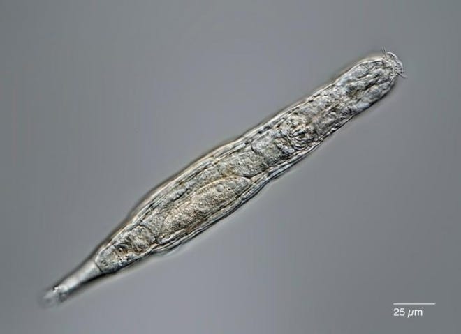 كائن مجهري سيبيريا