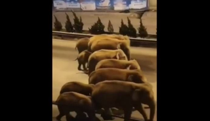 قطيع أفيال يحير الصين