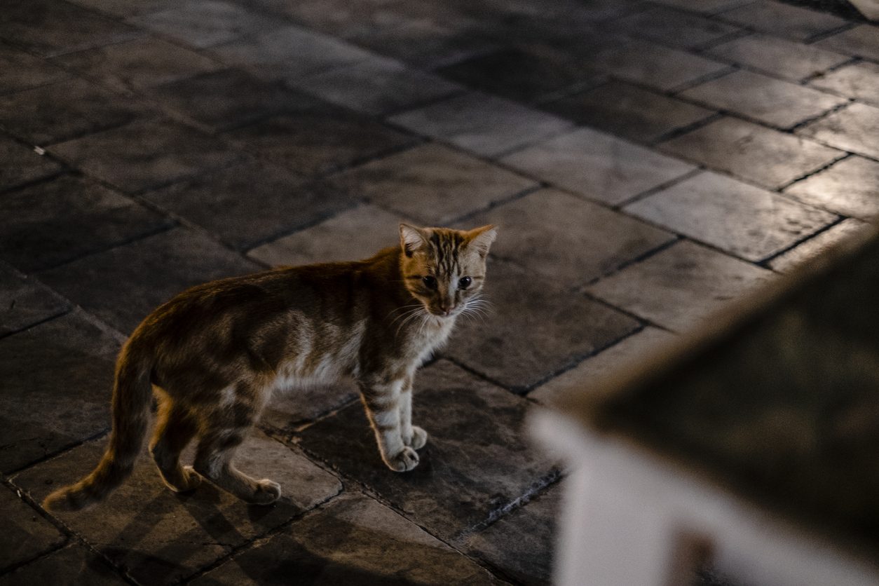 قطة دار الأوبرا المصرية