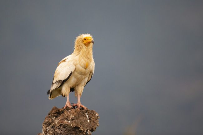 اتّخذه الفراعنة إلهاً واستخدمه صلاح الدين رمزاً له.. “النسر المصري” ليس مجرد طائر مهدد بالانقراض