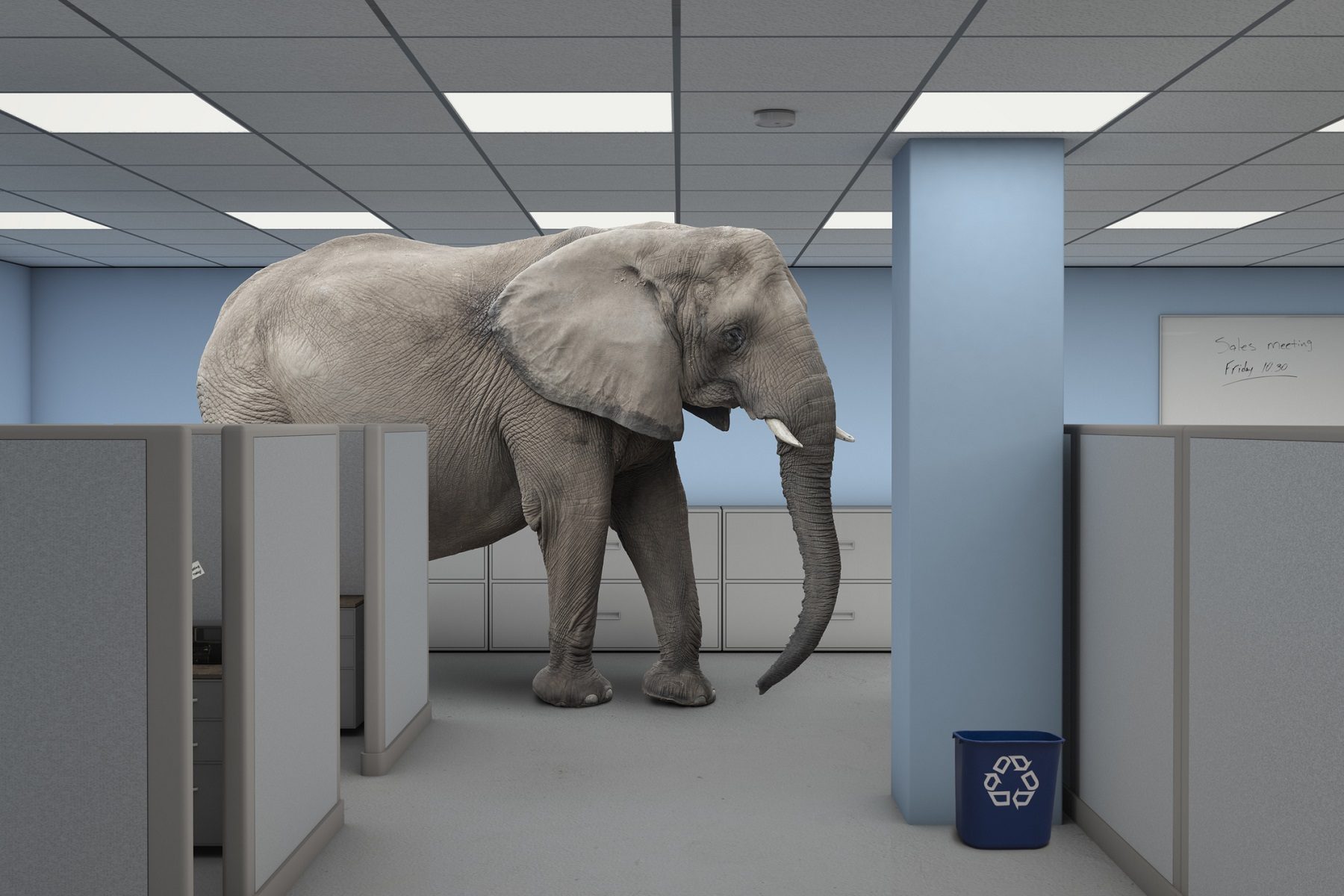 فيل تايلاند