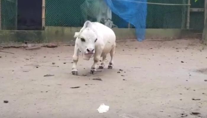 البقرة "راني"/ رويترز