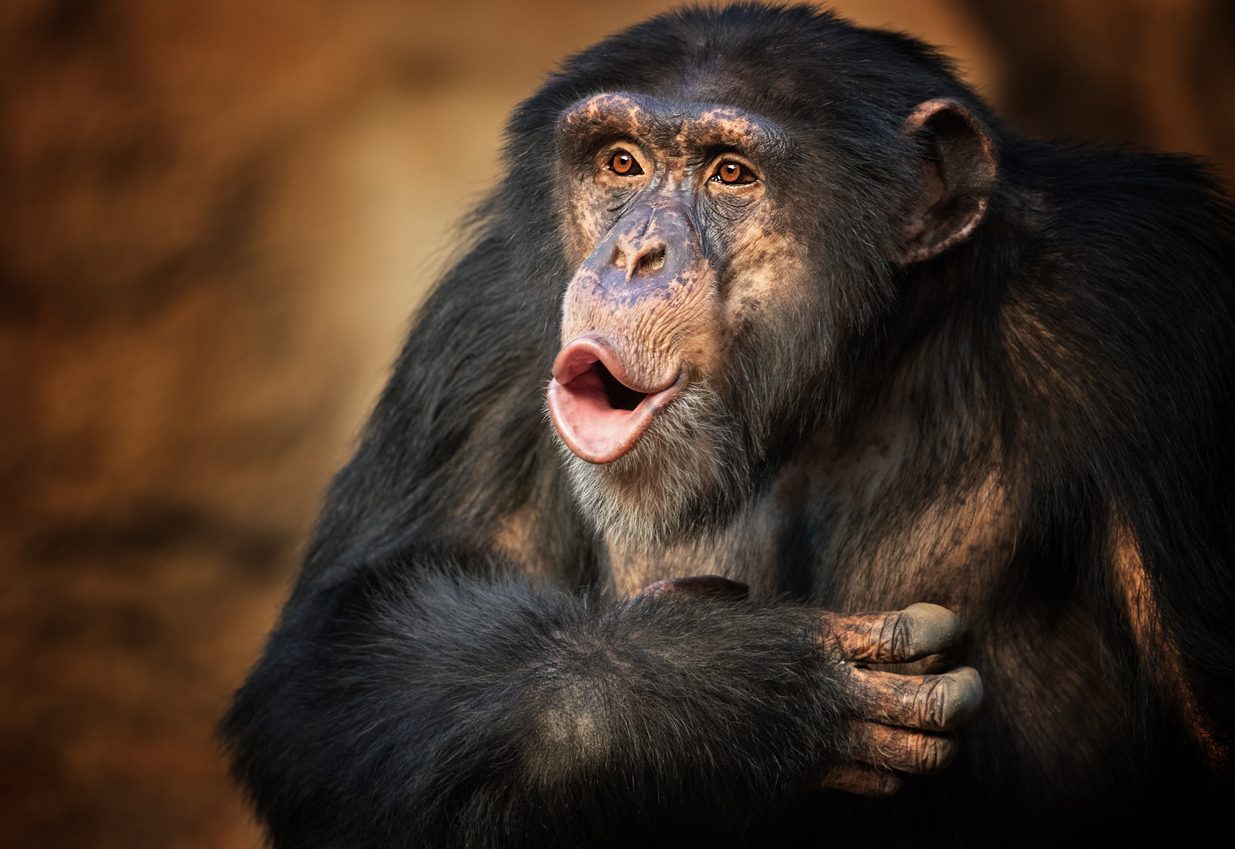istock - أذكى الحيوانات على وجه الأرض