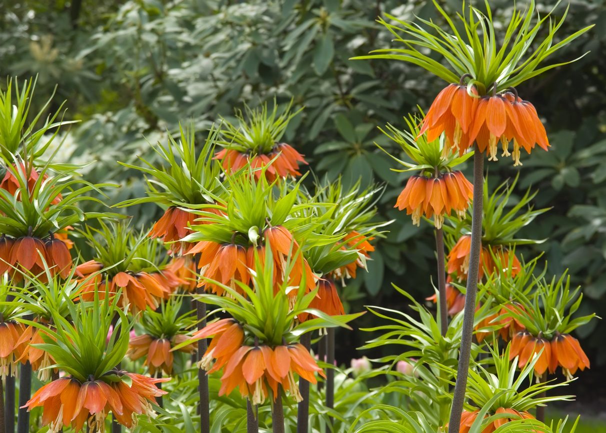 “المظاهر خداعة”! 8 نباتات جميلة لكن رائحتها كريهة، احذر الاقتراب منها