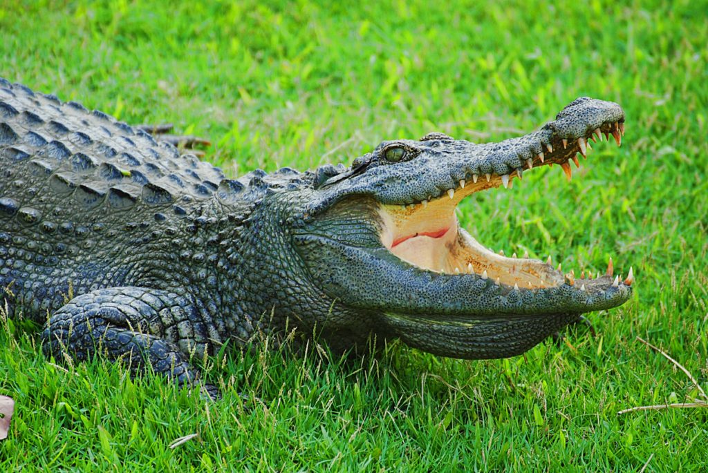 دموع التماسيح