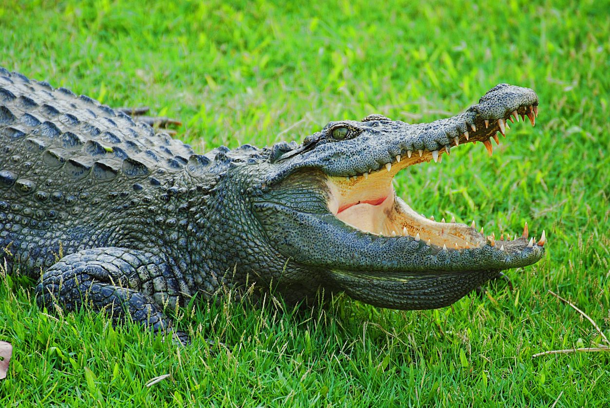 دموع التماسيح