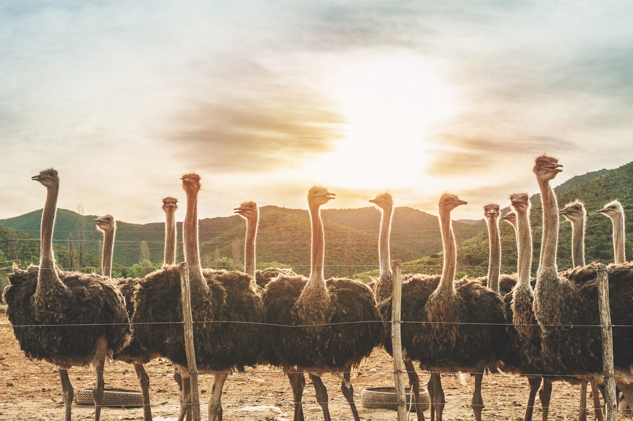 iStock/ النعام الشائع