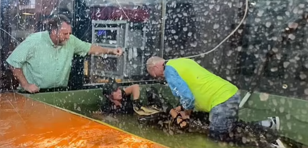 مشاهد تحبس الأنفاس بطلها سائح أنقذ موظفة بحديقة الحيوانات من الموت.. أخرجها من فكي تمساح (فيديو)