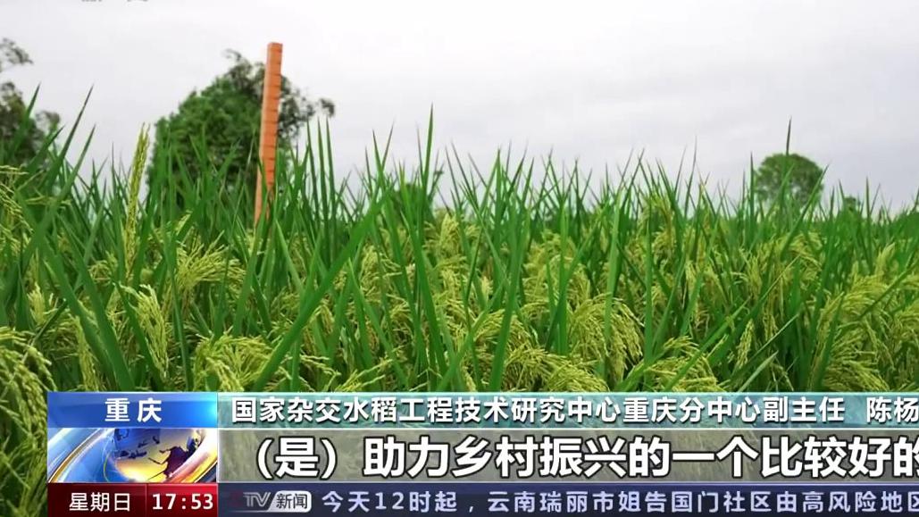 علماء صينيون يبتكرون “الأرز العملاق”.. نبتة تنتج ضعف عدد الحبوب وذات حجم أكبر من الطبيعي
