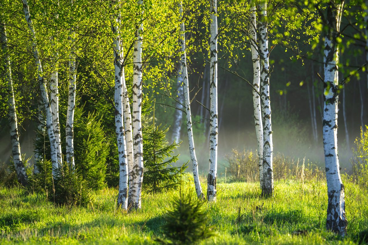 iStock/أشجار البتولا