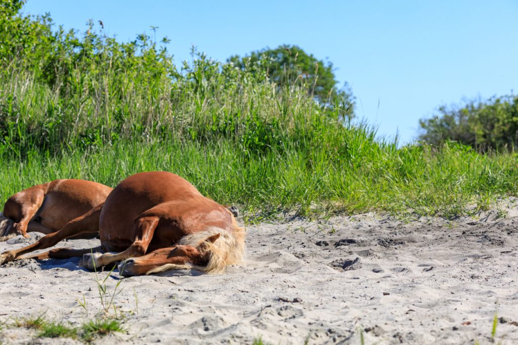 أحصنة أستراليا