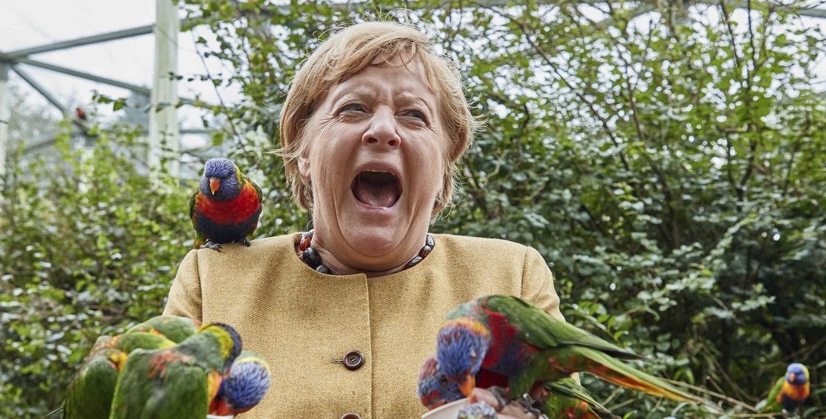 ميركل طائر صور أنجيلا ميركل