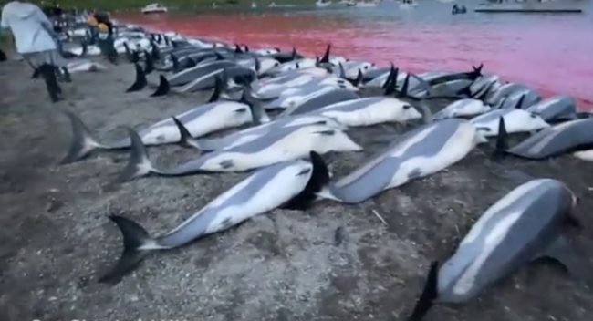 مذبحة بحرية.. نحر 1428 حوتاً ودلافيناً بالدنمارك في مهرجان يثير غضباً وانتقادات