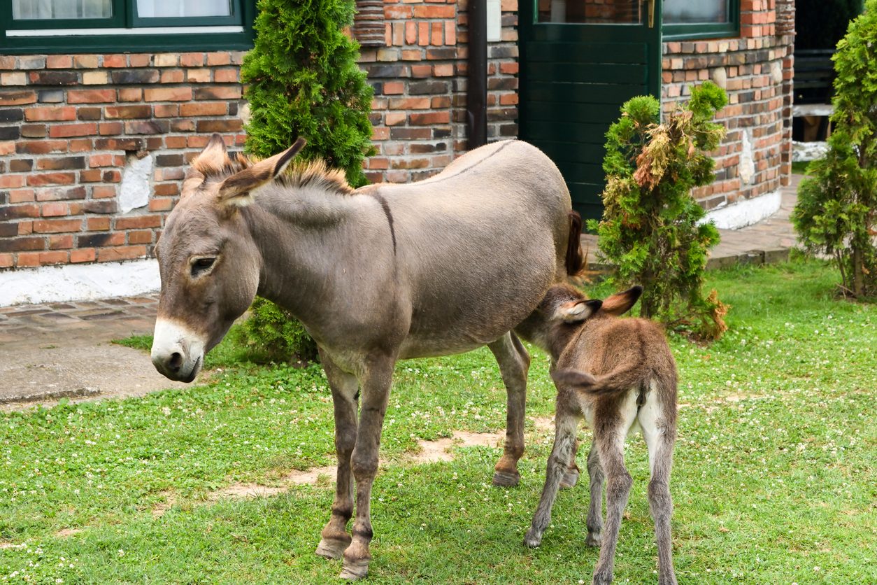 iStock/ صابون حليب الحمير