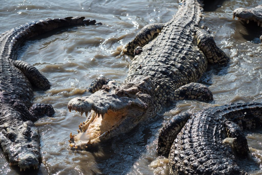 مجرزة التماسيح