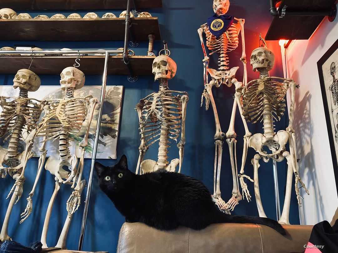 شاب أمريكي يفتح محلاً لبيع عظام بشرية حقيقية! تحوَّل لنجم على “تيك توك”، وهكذا يرد على منتقديه (صور)