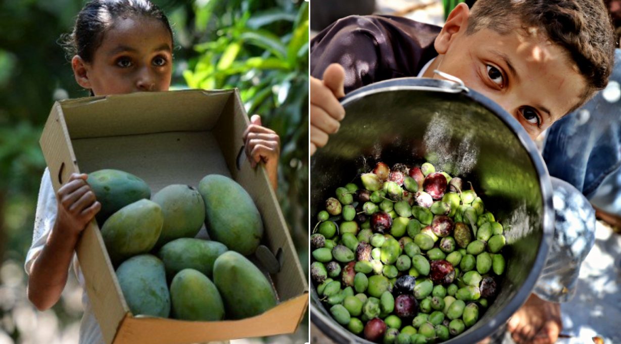 من الزيتون الفلسطيني إلى المانجو المصري والقهوة اليمنية.. هكذا يهدِّد التغير المناخي غذاء الشرق الأوسط