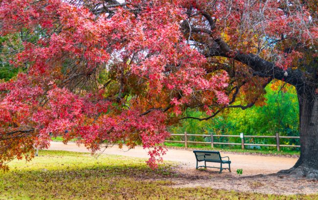 الطبيعة لا تهدر الطاقة سدىً.. لماذا يتغير ورق الشجر للأحمرُ الصارخ إذا كان مصيره الموت؟