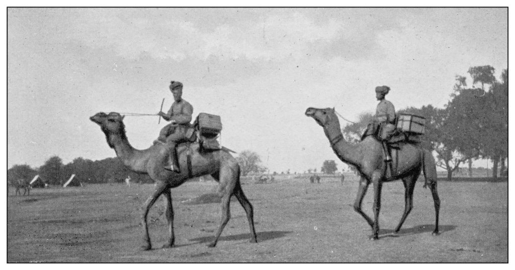 فيلق الإبل الأمريكي