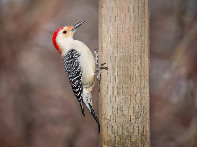 كيف ألهمت رؤوس طيور نقار الخشب أنظمة جديدة لامتصاص الصدمات أدت لابتكار الصندوق الأسود؟