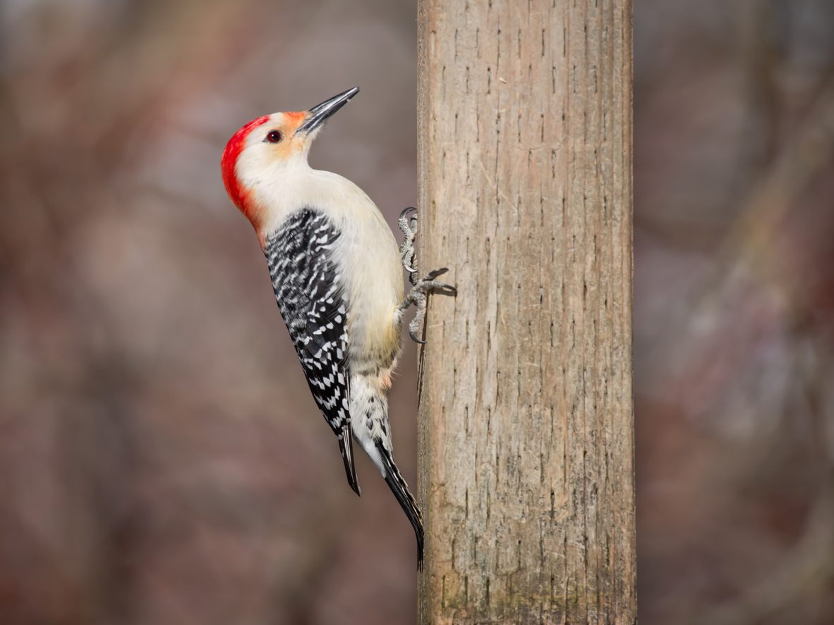 الإلهام من طيور نقار الخشب