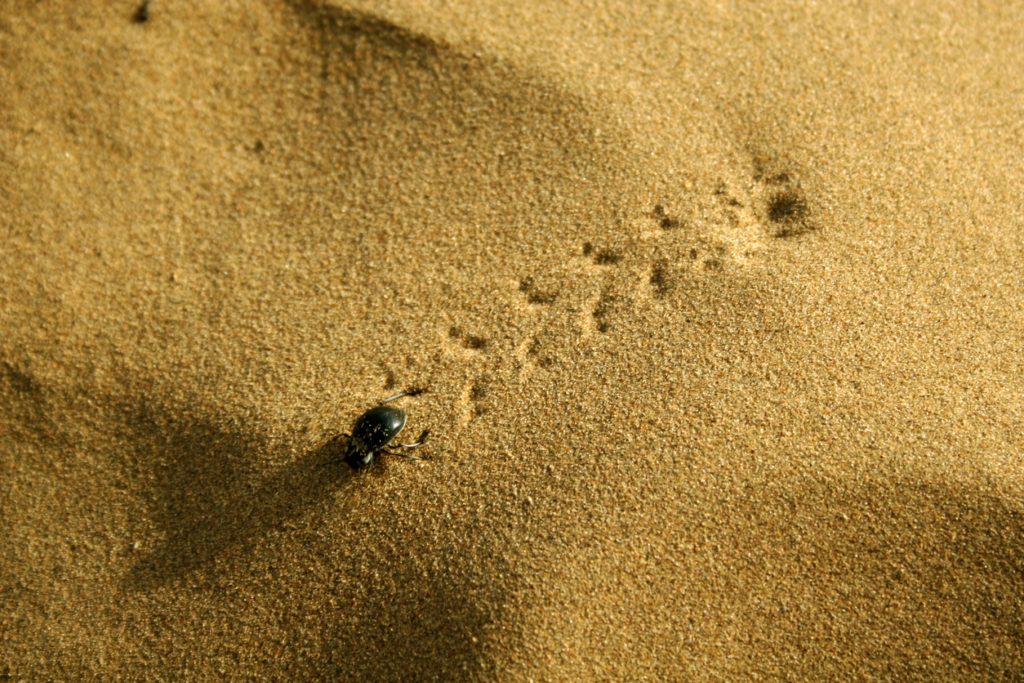 إلهام استخراج المياه من الخنفساء