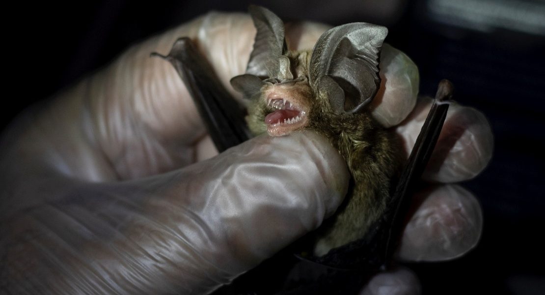 اصطادوا 645 خفاشاً تحمل 24 نوعاً “تاجياً”.. علماء يكتشفون فيروسات تقود إلى أصول كوفيد-19