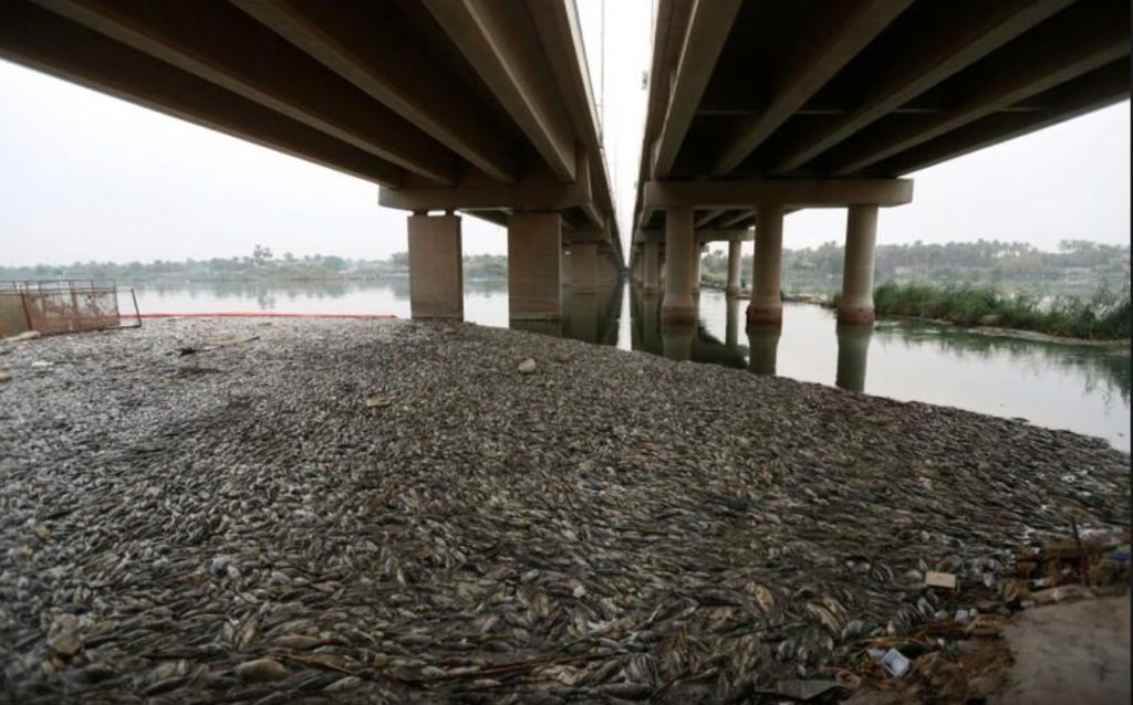 نفوق الأسماك في العراق بدأ يتزايد/ رويترز