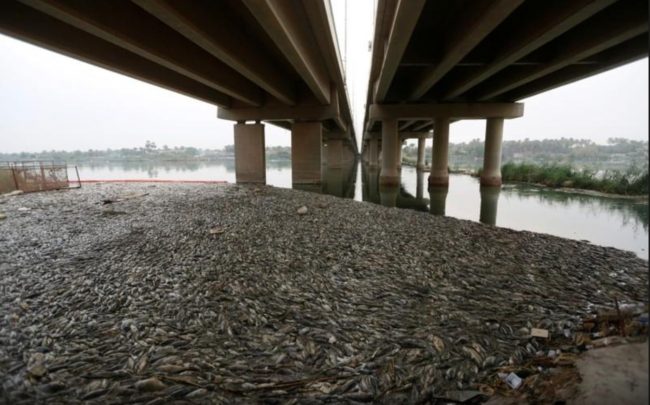 مرض شديد العدوى يفتك بأسماك العراق.. “فيروس الهربس” قضى على آلاف الأطنان منذ 2018