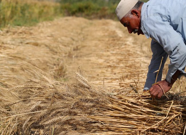 من مشروع للاكتفاء الذاتي إلى أكبر مستورد في العالم.. ما قصة القمح بمصر؟