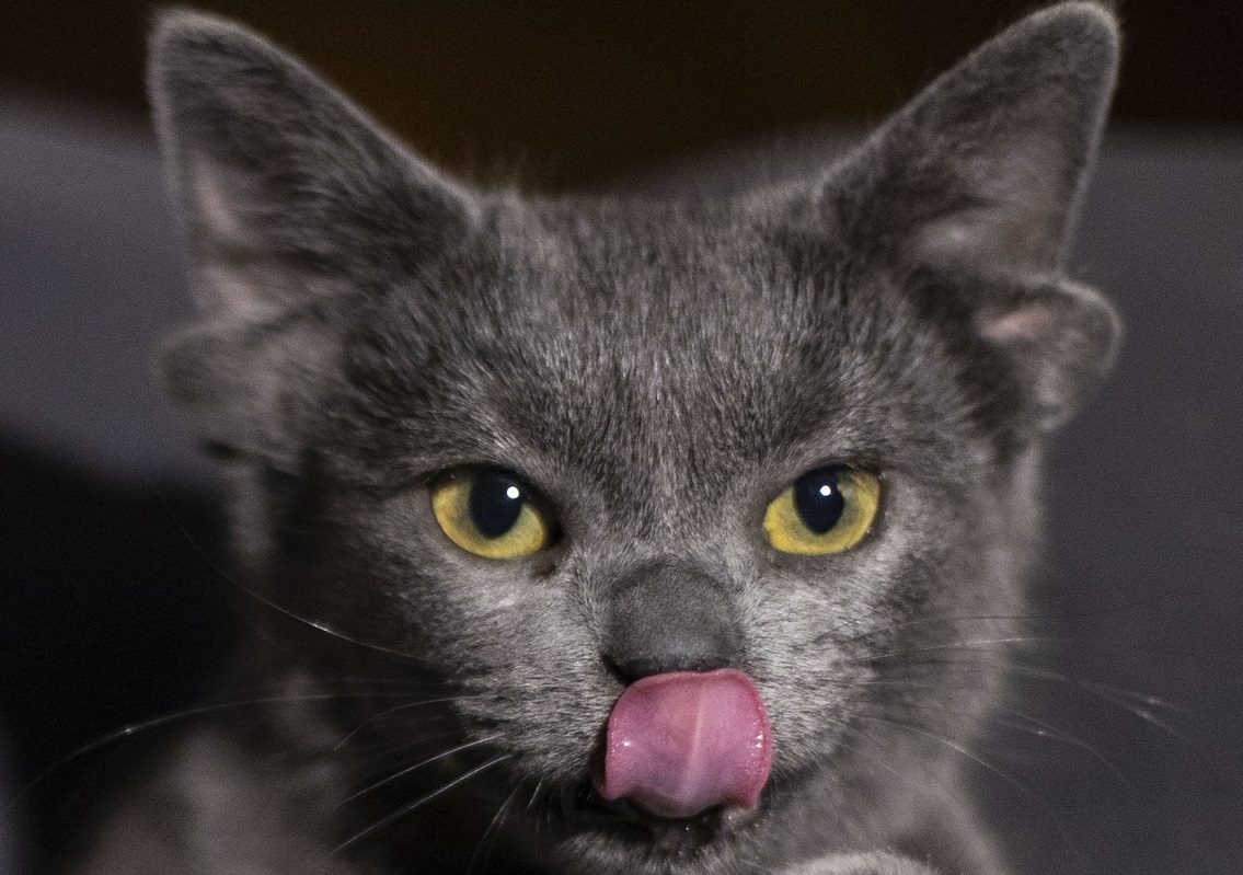 قطة تركية بأربعة آذان تحقق نجومية واسعة.. 70 ألف شخص يتابعونها على مواقع التواصل (فيديو)