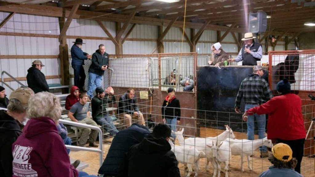 عنزة أستراليا مزاد علني