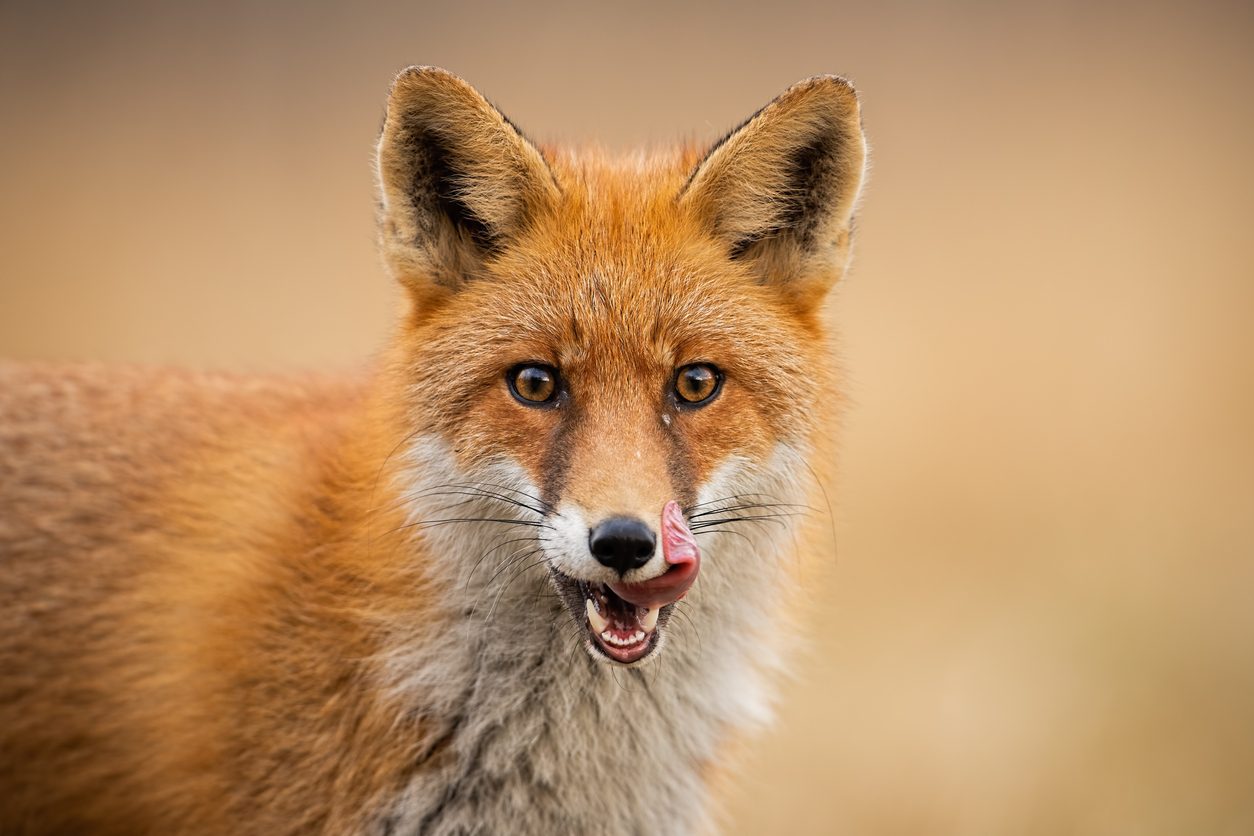 iStock\ كيف تحل الحيوانات خلافاتها؟