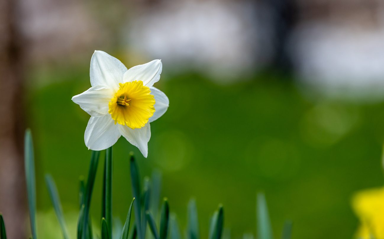 زهرة النرجس\ Istock