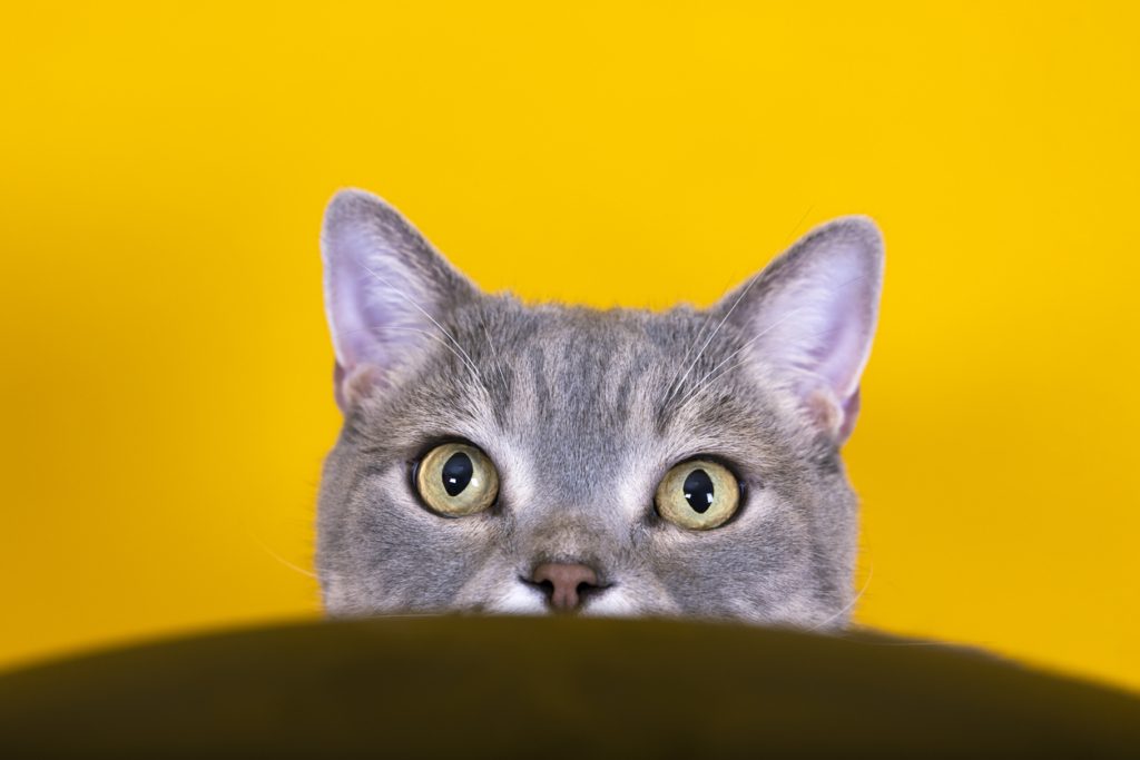 القطة تحدد مكان صاحبها