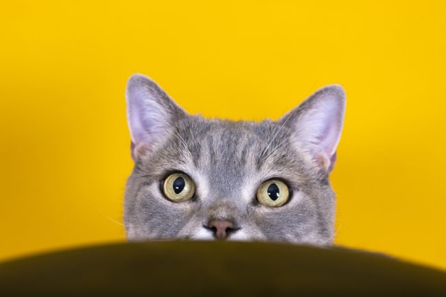 حتى لو غبت عن نظرها.. قطّتك تعرف مكانك عبر جهازها الخاص لتتبع الحركة!