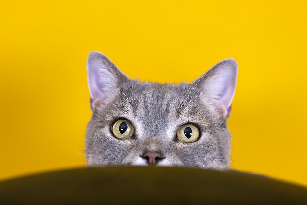 القطة تحدد مكان صاحبها