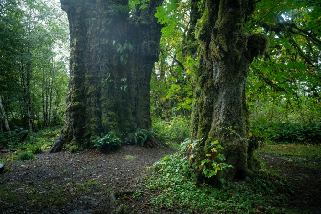 أكبر الكائنات الحية
