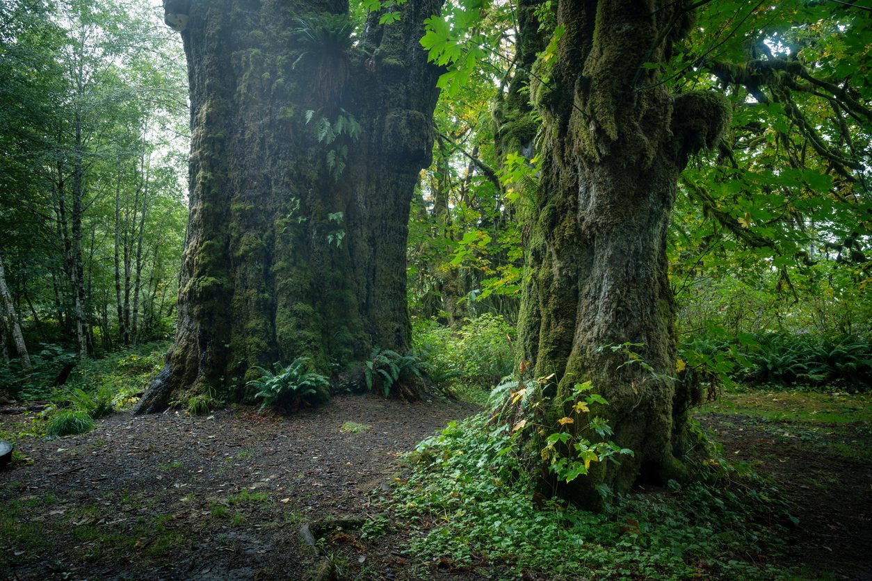 أكبر الكائنات الحية
