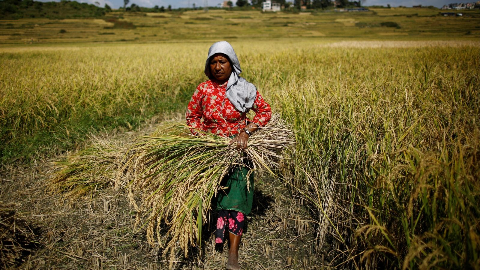 في ظل الجفاف والحروب والارتفاع الهائل بالأسعار.. هل نحن على موعد مع أزمة غذاء عالمية؟