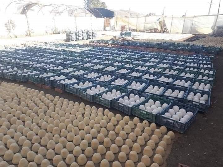 يعمل منذ 3 سنوات ويصدِّر للخارج أيضاً! ضبط مصنع بمصر ينتج الجبن من “معجون دهان الحائط”