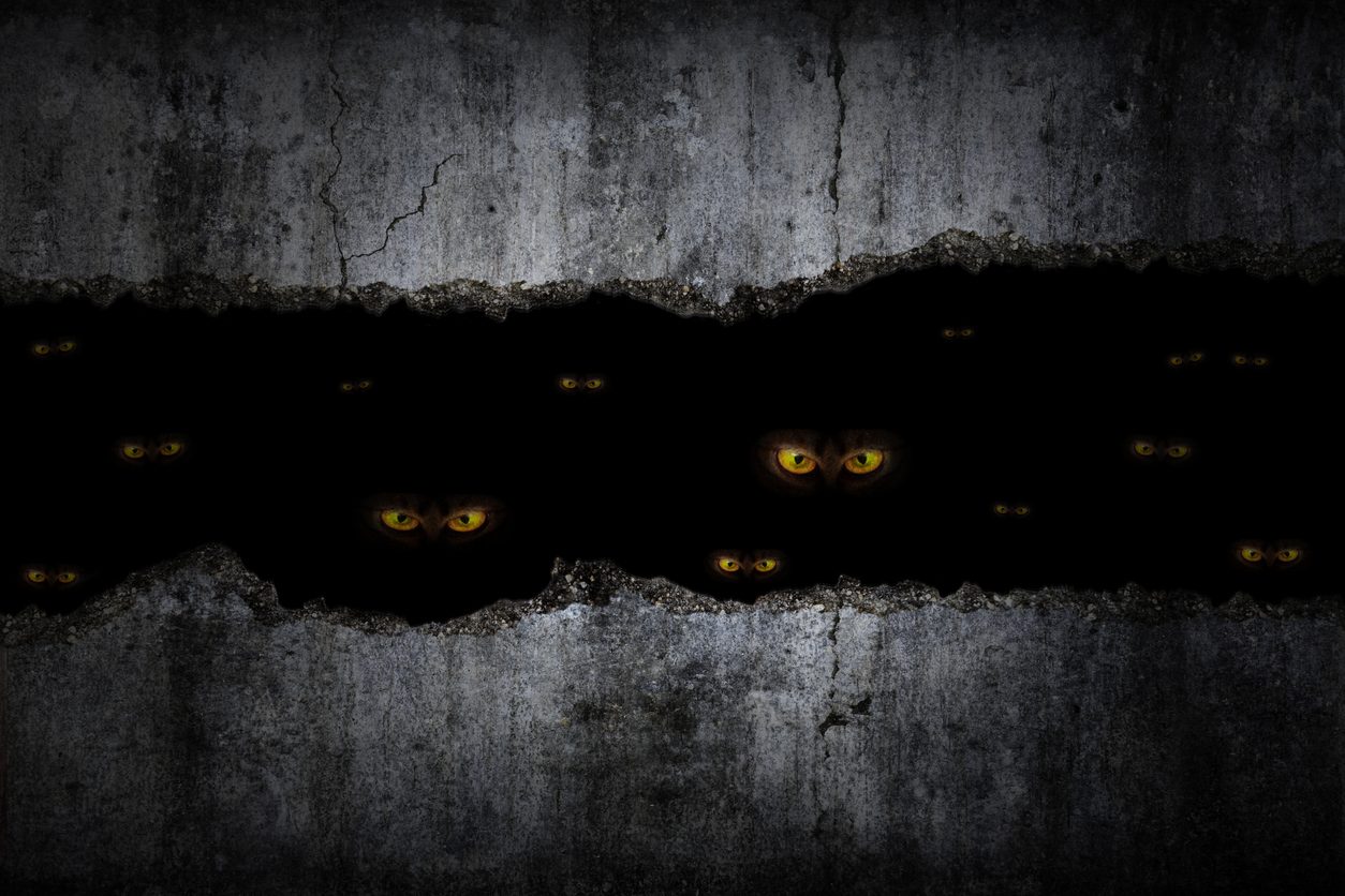 حيوانات ذات رؤية ليلية