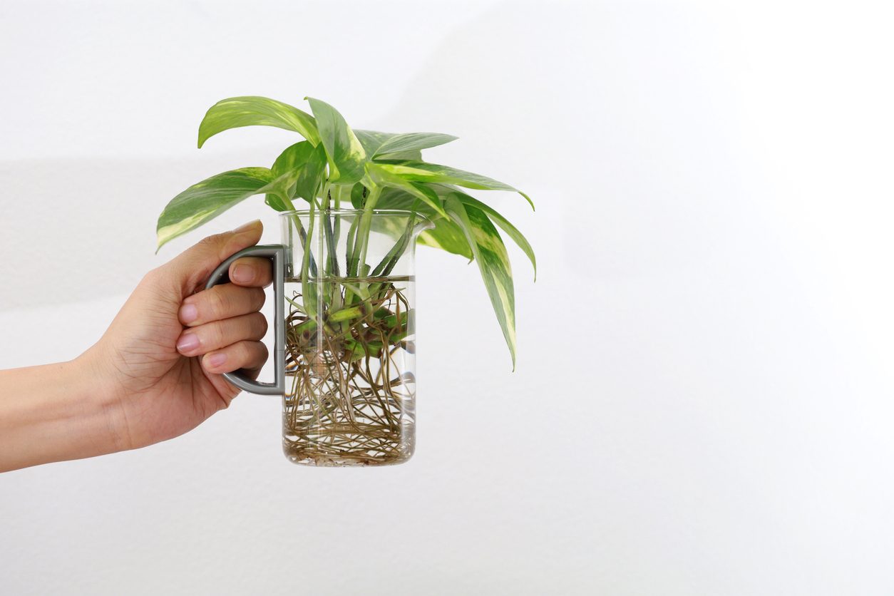 إن كنت لا تحب تغيير الأتربة وعناء الزراعة، إليك نباتات يمكن أن تنمو في الماء فقط