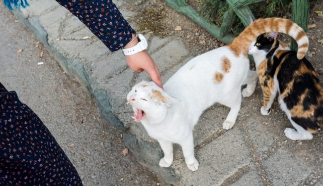 مقترح قانون ضد الحيوانات الأليفة يشعل غضباً بإيران.. عشرات النواب طالبوا بحظرها لأنها “ضارة”