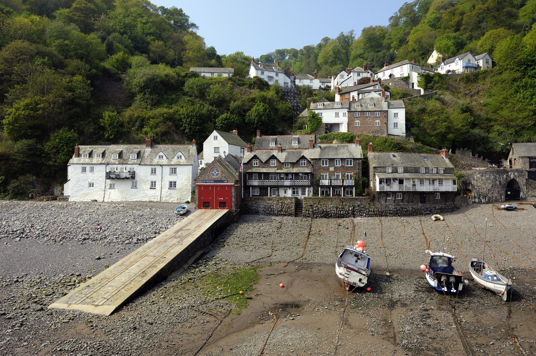 النمل الأبيض بريطانيا