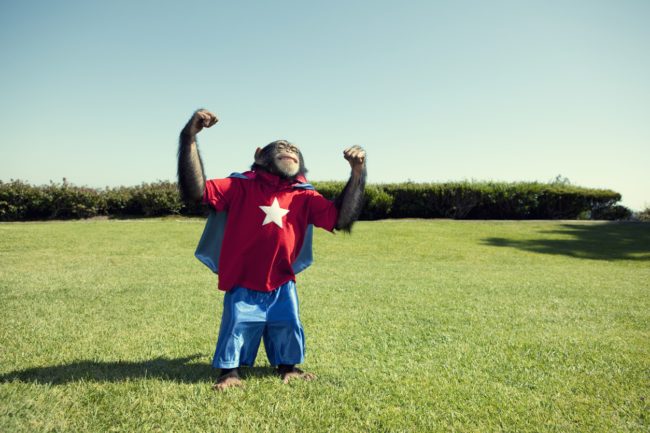 أنقذت حياة البشر دون أي مقابل.. قصص مؤثرة لحيوانات بطلة